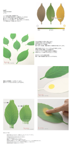 Leaf アッシュコンセプト【オフィシャル】　デザインプロダクトshop